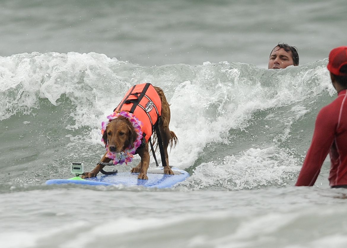 Purina Incredible Dog Challenge's surfing competition - A picture story