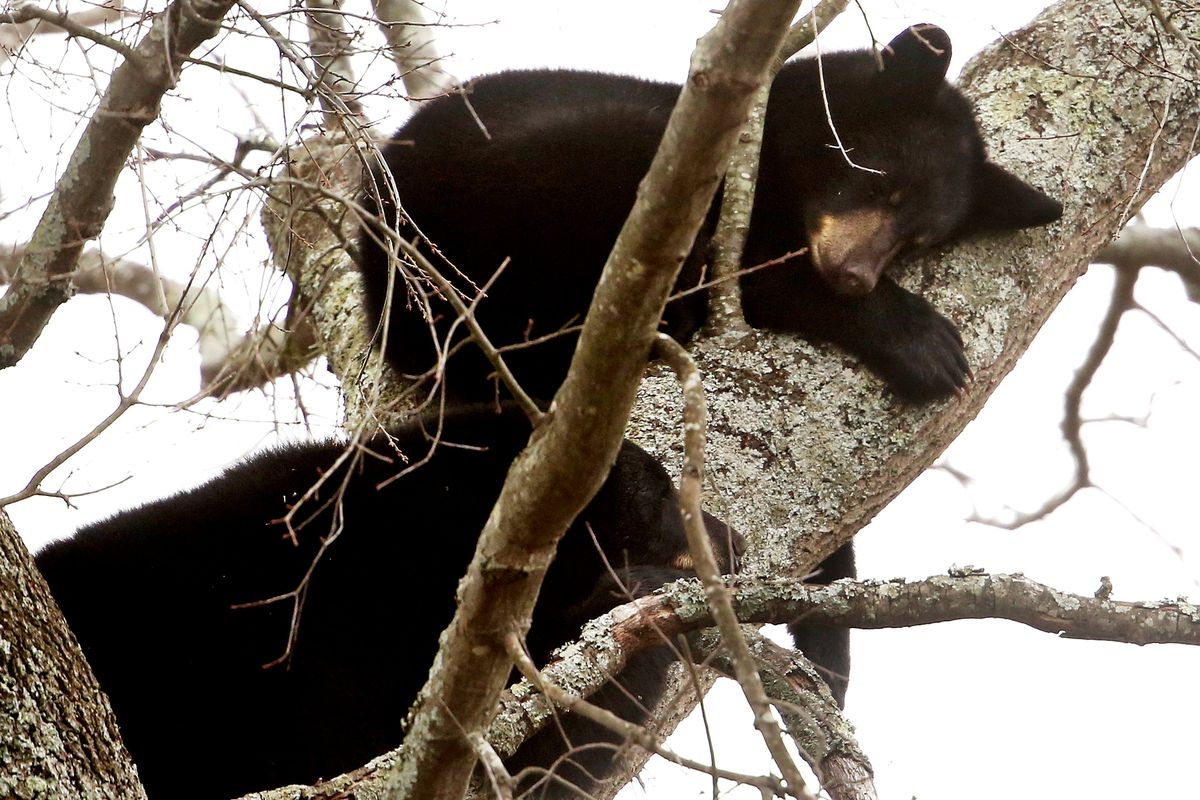 Two of the four bears sleep in a tree on Bruin Drive in Chesapeake, Va., on Monday.  (Stephen M. Katz)
