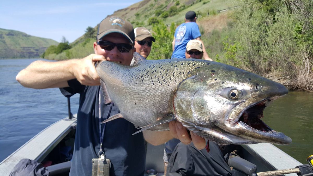 Clearwater River spring chinook a marvel of many miles The Spokesman