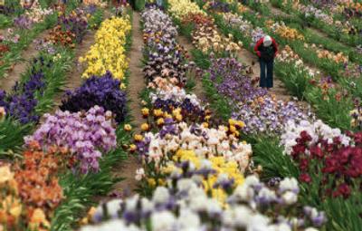 
With spring will come iris.
 (File/Associated Press / The Spokesman-Review)
