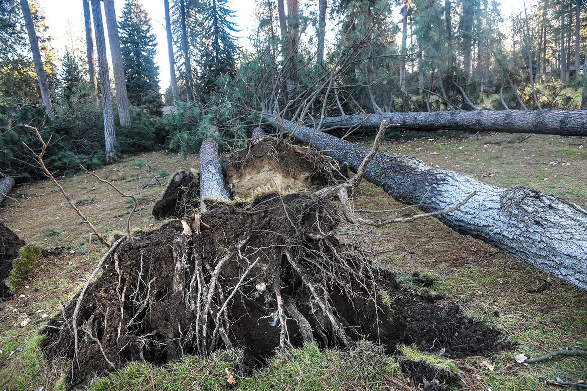 Spokane parks department outlines plan, seeks volunteers to replace ...