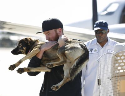 Conner Lamb carries Luna, a 11/2-year-old dog that fell off a fishing boat in February, after Luna arrived by a Navy commuter flight Wednesday at Naval Base Coronado in California. Luna was found Tuesday on San Clemente Island, a Navy-owned training base 70 miles off San Diego. (Hayne Palmour IV / Associated Press)