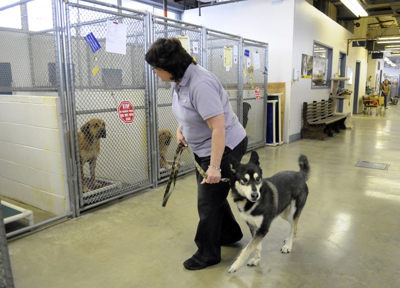 Kenai  is escorted by SCRAPS volunteer coordinator Francine Moniz to a kennel. Chances are good that Kenai will find her way home. She had both SpokAnimal and personal ID tags with a phone number, as well as a microchip.  (J. BART RAYNIAK)