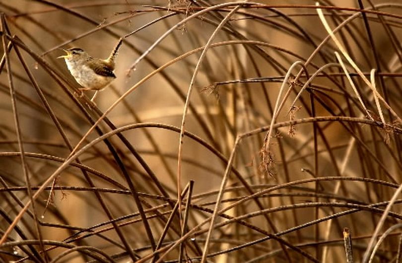 A marsh wren sings his claim to a patch of reeds in Turnbull Wildlife Refuge, getting ready for the spring nesting and mating season.
 
 (The Spokesman-Review)