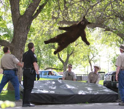 Padded landing: A bear that wandered into the University of Colorado dorm complex Williams Village falls from a tree in Boulder, Colo., after being tranquilized by Colorado wildlife officials. University police spokesman Ryan Huff said the bear was likely 1 to 3 years old and weighed between 150 and 200 pounds. (Associated Press)