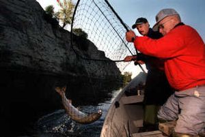 
Roy Houle, foreground, and Rob Phillips, both of Yakima, had no trouble catching and netting spring chinook salmon during the 2002 season the Yakima River. 
 (File / The Spokesman-Review)