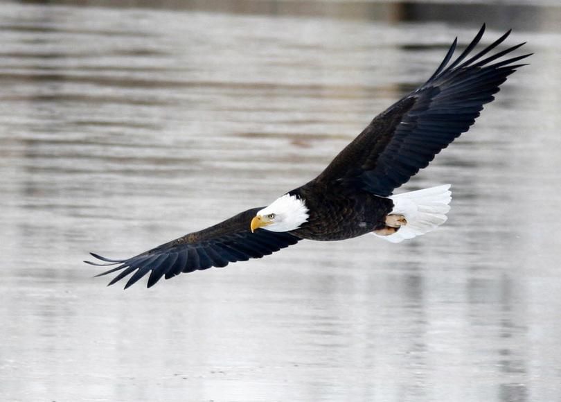 Bald eagles are gathering at Lake Coeur d'Alene to feast on spawning kokanee.