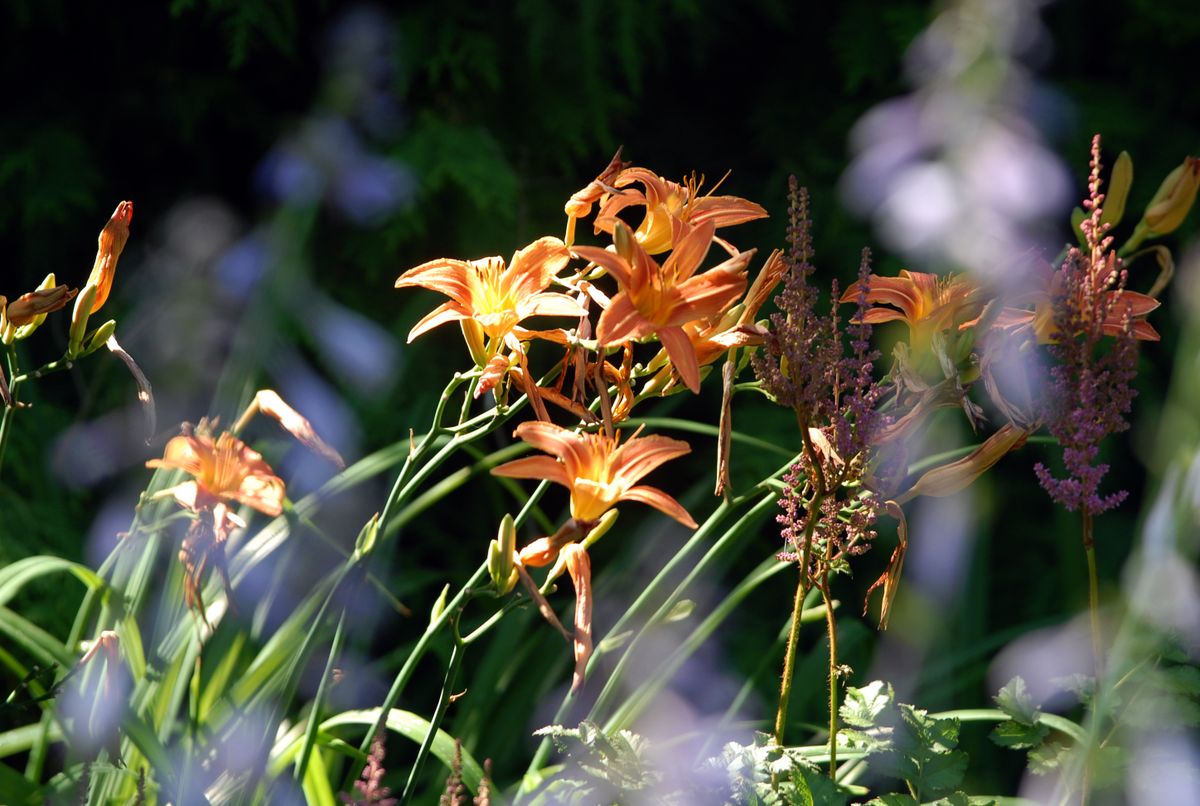 These orange wood lilies in the garden of Dan and Cynthia Eaton likely date back to the original owners of the property, James and Bessie McNair, who built the adjacent home as an estate in the 1920s. Later, the land was divided into individual lots. The Eatons’ home is on the upcoming garden tour.  (Jesse Tinsley / The Spokesman-Review)