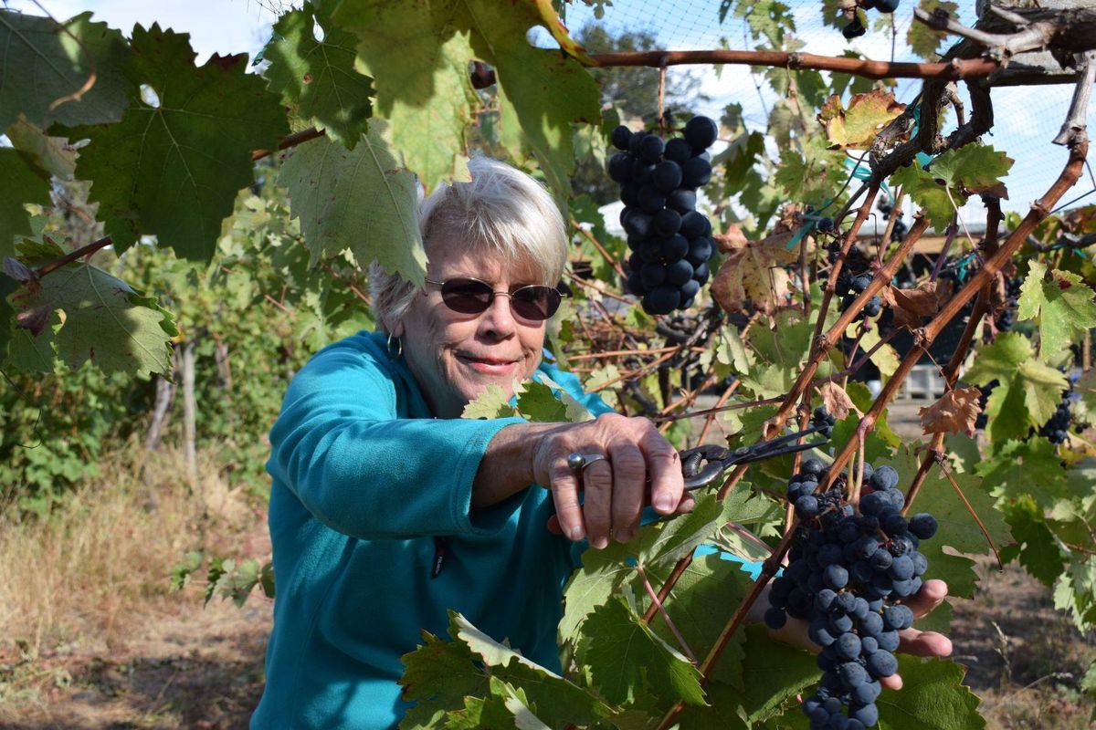 Pam Freed, co-owner of Freed Estate Winery with husband Mike Freed clips a bunch of Tempranillo grapes at the Winston, Ore. winery on Thursday, Sept. 29, 2016. The Freeds planted their first grapes in 2000, and all Freed Estate wines are made from grapes grown on their own vineyard. (Emily Hoard / News-Review via AP)