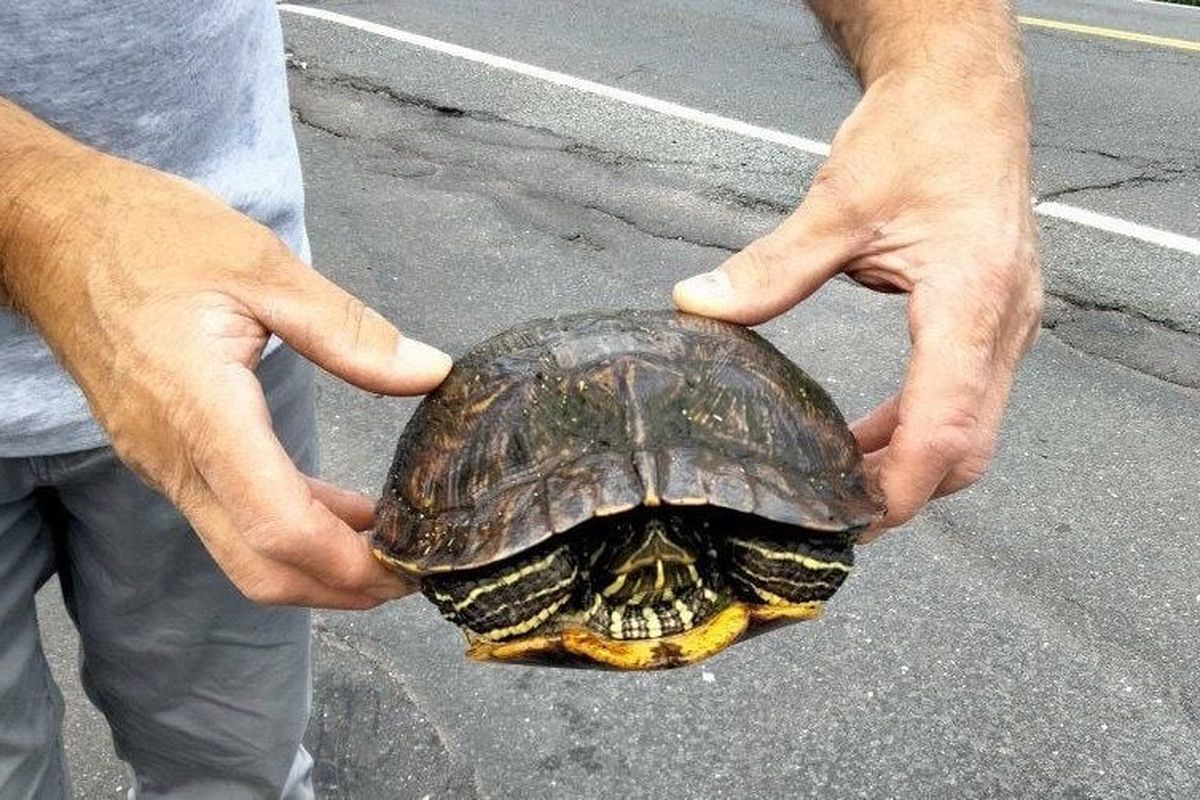 Jim Horbock, a regular customer at Best Cleaners, with an Eastern painted turtle that he carried across the road last month.  (Jennifer Malon/Handout)