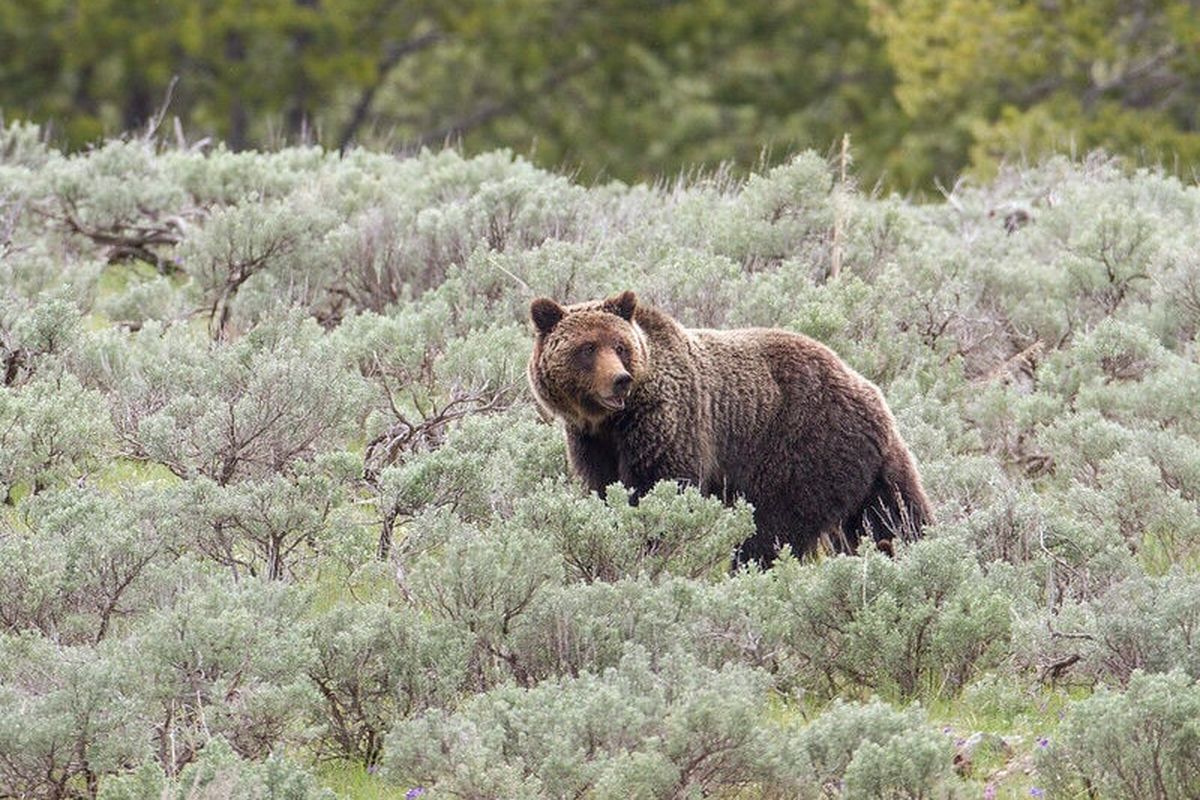 A grizzly bear stands amid sagebrush in Yellowstone National Park in June 2016.  (Jim Peaco/National Park Service)