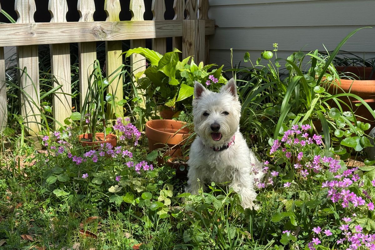 Marlie the Westie moves her food onto the mat under her bowl before eating it.  (Courtesy of Fahey House)