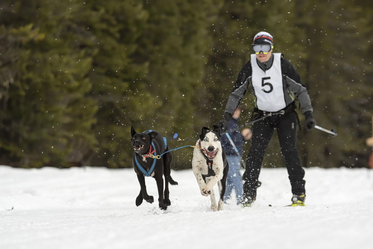 A man participates in the skijor event at the 50th annual Priest Lake Sled Dog Races on Saturday, February 1, 2020. (Angela Schneider / COURTESY)