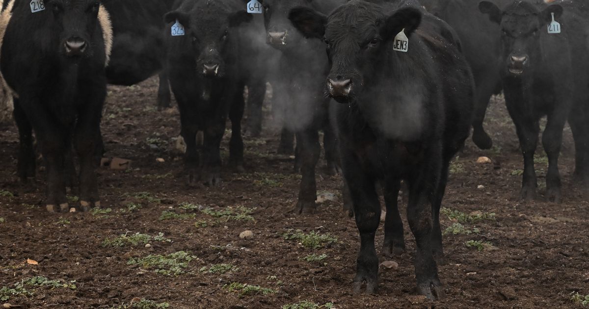 Washington Ecology fines ranchers over stream runoff in Whitman County