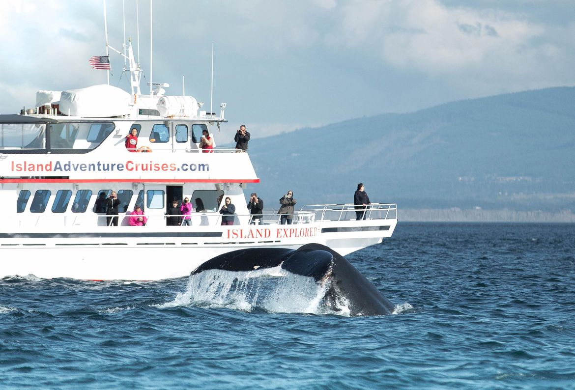 Whale-watch tours having ‘epic season’ near Port Angeles | The