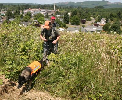 With their dogs Roxy and Mini leading the way, a team from the German Shepherd Search Dogs of Pierce County emerge from thick brush overlooking the town of McCleary, Wash., as part of a multi-agency search June 29, 2009, for missing 10-year-old Lindsey Baum. Officials say Baum's remains have been found in eastern Washington. Grays Harbor County Sheriff Rick Scott said Thursday, May 10, 2018, at a news conference that her remains were found by hunters in September 2017 in a remote area. (Steve Bloom / The Olympian)