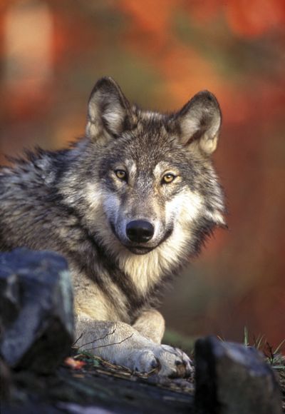 Gray wolves can be easily distinguished from coyotes. (Associated Press)