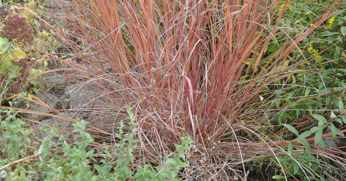 Gardening: Ornamental grasses add texture, color to landscape throughout the year