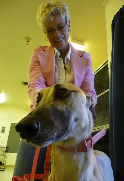 Sharyell Highland, adoption coordinator at Dairyland Greyhound Park, shows off one of the greyhounds up for adoption at the track in Kenosha, Wis., last month.  (Associated Press)