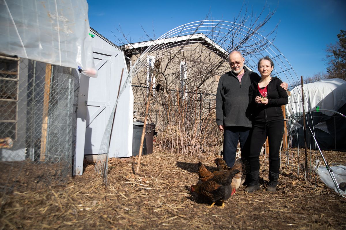 Shannon Hickman and Jerry Hickman made a “winter palace,” and a mobile chicken tractor, wherein the poultry pets feed and fertilize the lawn. The two decided to raise chickens when they became concerned about food availability during the pandemic.  (Libby Kamrowski/The Spokesman-Review)