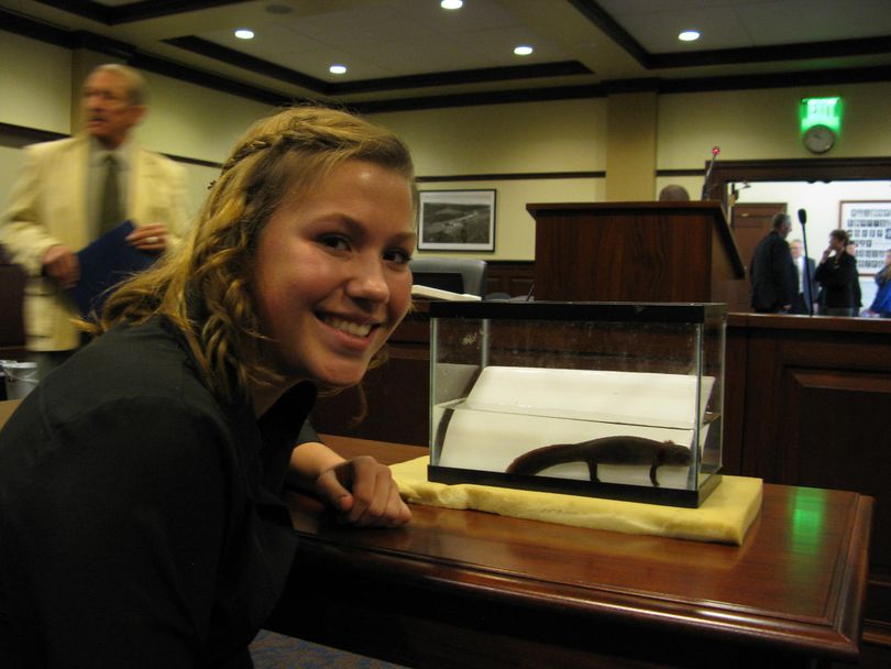 14-year-old Ilah Hickman with a young Idaho Giant Salamander, at the Idaho state Capitol on Monday (Betsy Russell)