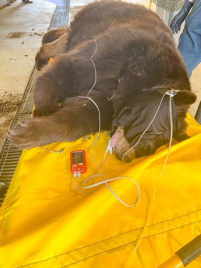 Biologists for the California Department of Fish and Wildlife immobilized a large female conflict bear responsible for at least 21 DNA-confirmed home break-ins and extensive property damage in the South Lake Tahoe area since 2022. The female black bear, known as 64F, is one of multiple bears identified by the public last year as “Hank the Tank” based on visual observations.  (Courtesy California Department of Fish and Wildlife/TNS )