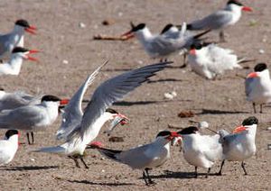 
Caspian terns gather near a nesting colony on Rice Island near Astoria, Ore., in May 1998. Because the birds had been eating salmon on the Columbia, they have been relocated several times over the years.Associated Press
 (File Associated Press / The Spokesman-Review)