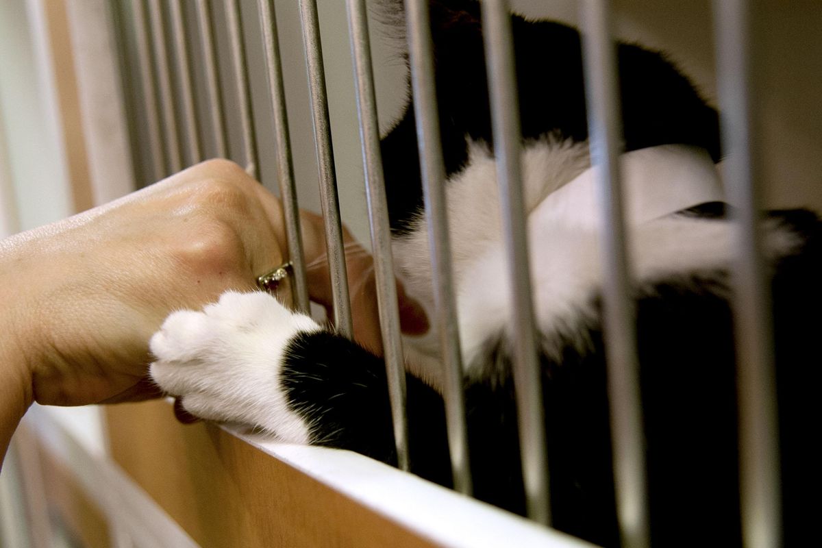 A cat touches a passerby at SCRAPS on Wednesday, Aug. 9, 2017. Adoption fees for cats are half-price until Aug. 13. (Kathy Plonka / The Spokesman-Review)