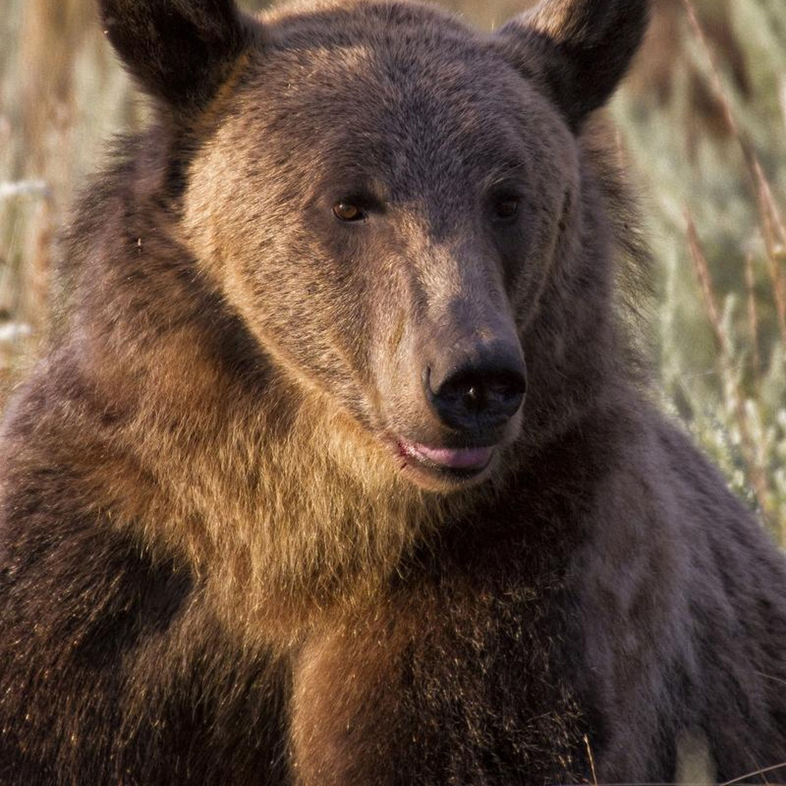 A Grizzly issue: Relocating cattle-killing bears doesn't solve problem