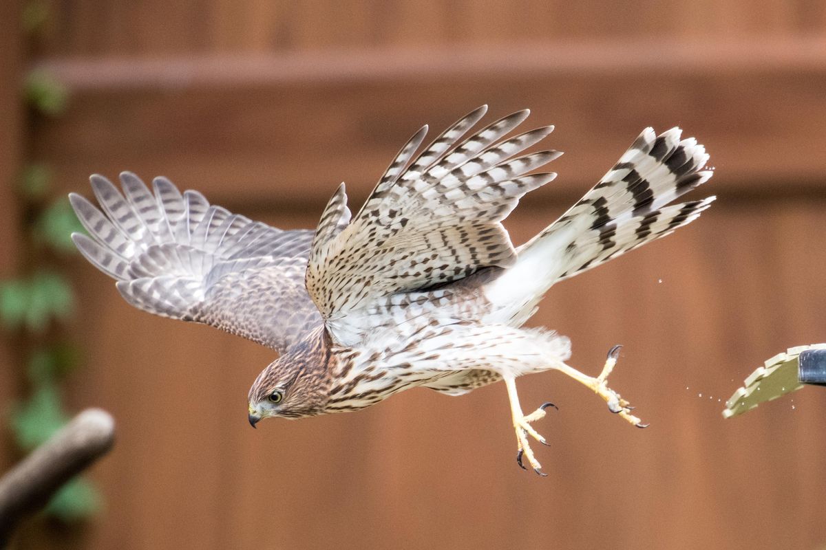 Jerry Rolwes took this series of photos of a Cooper’s hawk hunting in his backyard. (Jerry Rolwes / COURTESY)