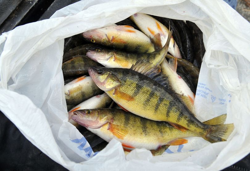 These perch, destined for a fish fry, were hooked at Fernan Lake on Friday by two fishermen from Osburn, Idaho.