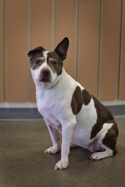 Adeline is a medium-size, mixed breed dog at the Spokane County Regional Animal Protection Service. (Beate Lechner Konduris / Courtesy of SCRAPS)