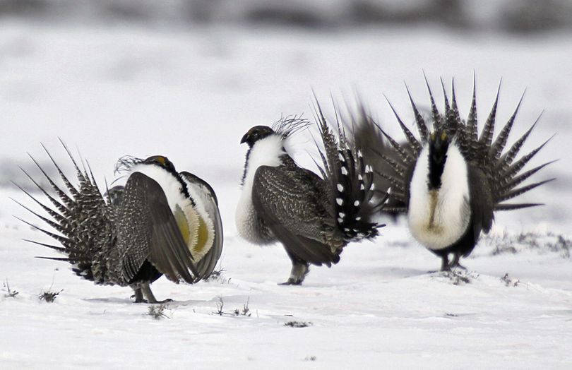 In this April 20, 2013 file photo, male greater sage grouse perform mating rituals for a female grouse, not pictured, on a lake outside Walden, Colo. The Interior Department says it is withdrawing protections for 10 million acres of federal lands used by the threatened sage grouse to open it up for energy development. The plan would allow mining and other development in areas where it now is prohibited in six Western states: Idaho, Montana, Nevada, Oregon, Utah and Wyoming. (AP / David Zalubowski)