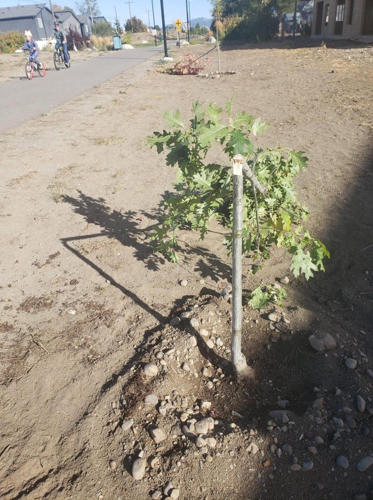 Eighteen newly planted trees were apparently vandalized over the weekend along the Appleway Trail in Spokane Valley.  (Courtesy of city of Spokane Valley)