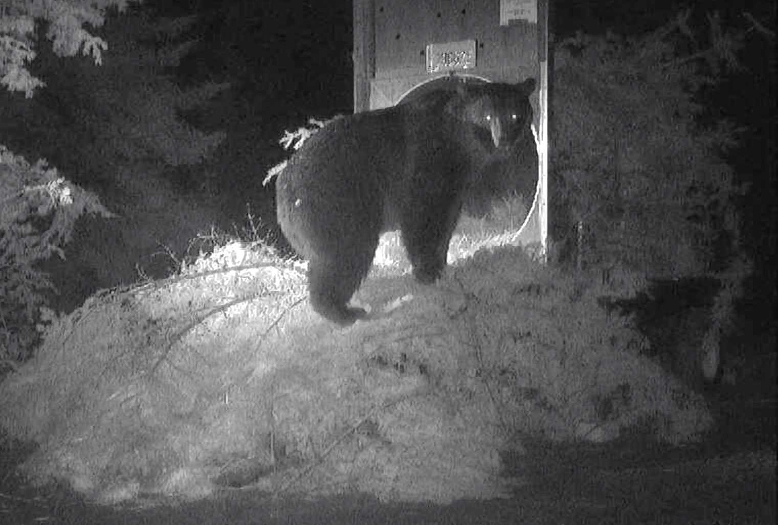 Grizzly Bear Trapped, Relocated After Getting Into Chicken Coop In ...