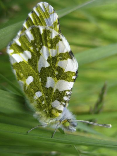 Federal wildlife officials want to protect the rare white and green butterfly found only on Washington’s San Juan Island. The U.S. Fish and Wildlife Service says the island marble butterfly has been declining since it was rediscovered on the island in 1998. The agency is proposing to list the butterfly as endangered and to designate about 813 acres of mostly public land on San Juan Island as critical habitat for them. (Karen Reagan / U.S. Fish and Wildlife Service)