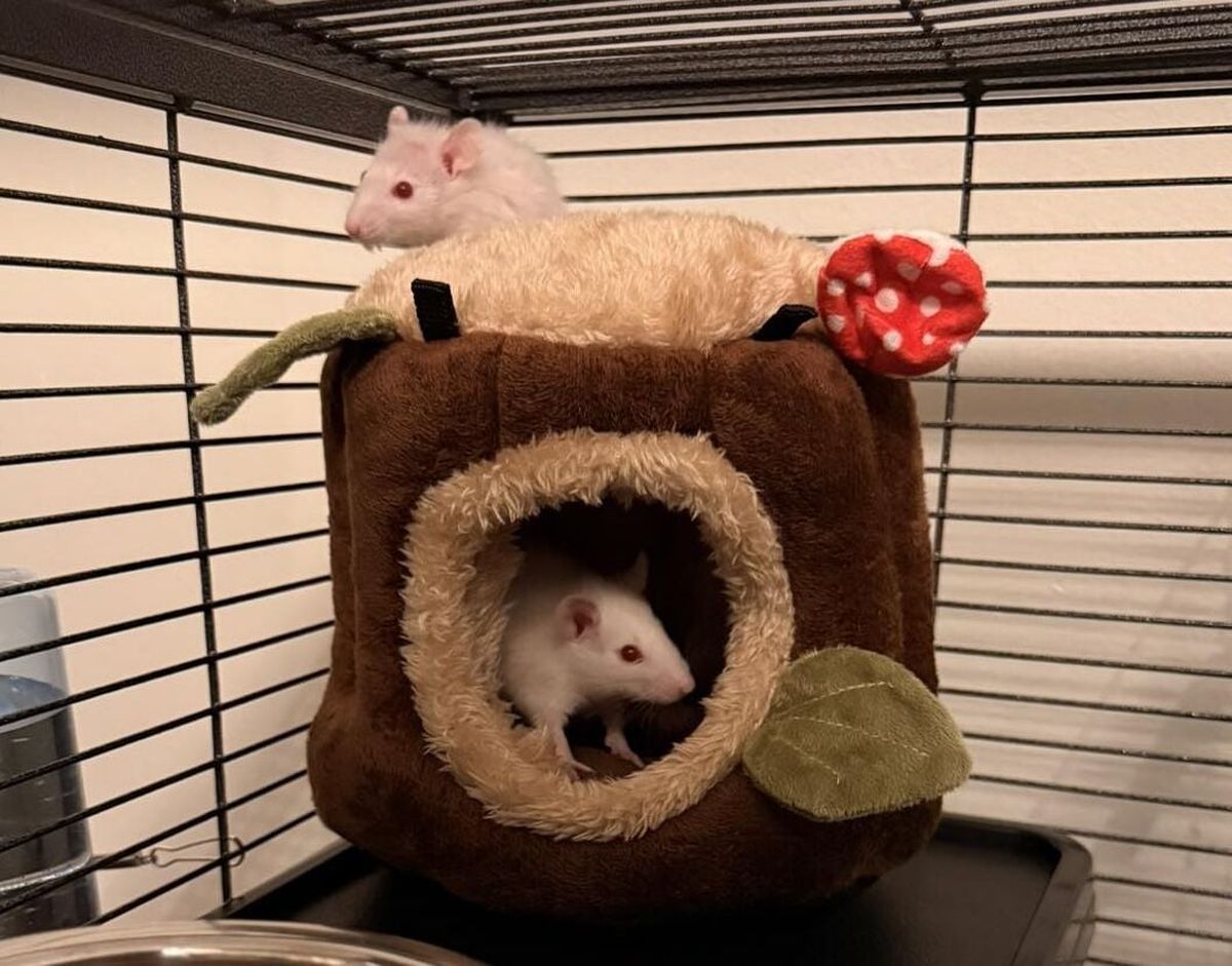 Rats that were rescued from a condemned home in New York.  (Strong Island Animal Rescue League )