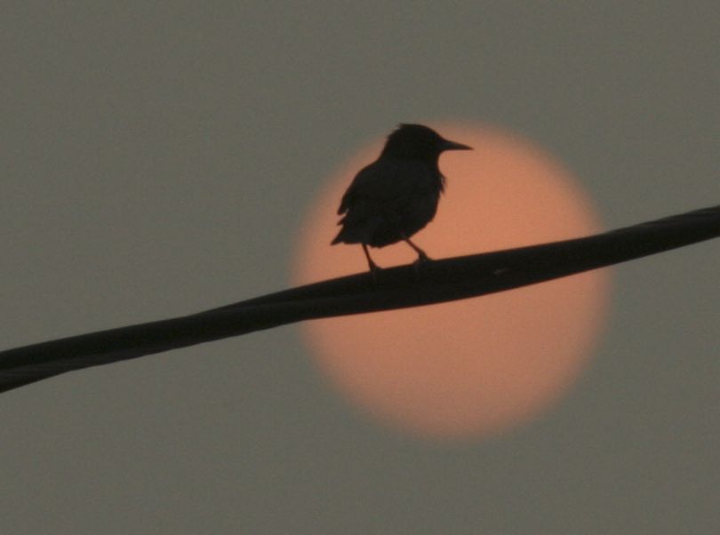 The European starling is generally the most common bird found on the Spokane Christmas Bird Count. (Associated Press)