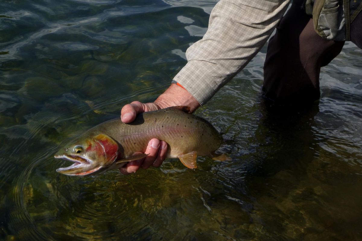 Anglers can tap Yellowstone cutthroat trout making their 50-mile round-trip spawning run into Teton Wilderness streams south of Yellowstone Lake. (Rich Landers / The Spokesman-Review)