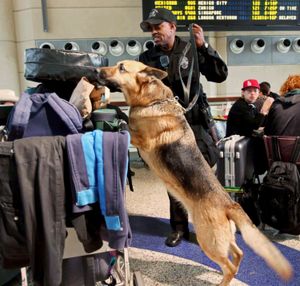 Los Angeles International Airport Police Officer Jerome Evans uses K-9 Alda to check baggage under increased security Monday. (Associated Press)