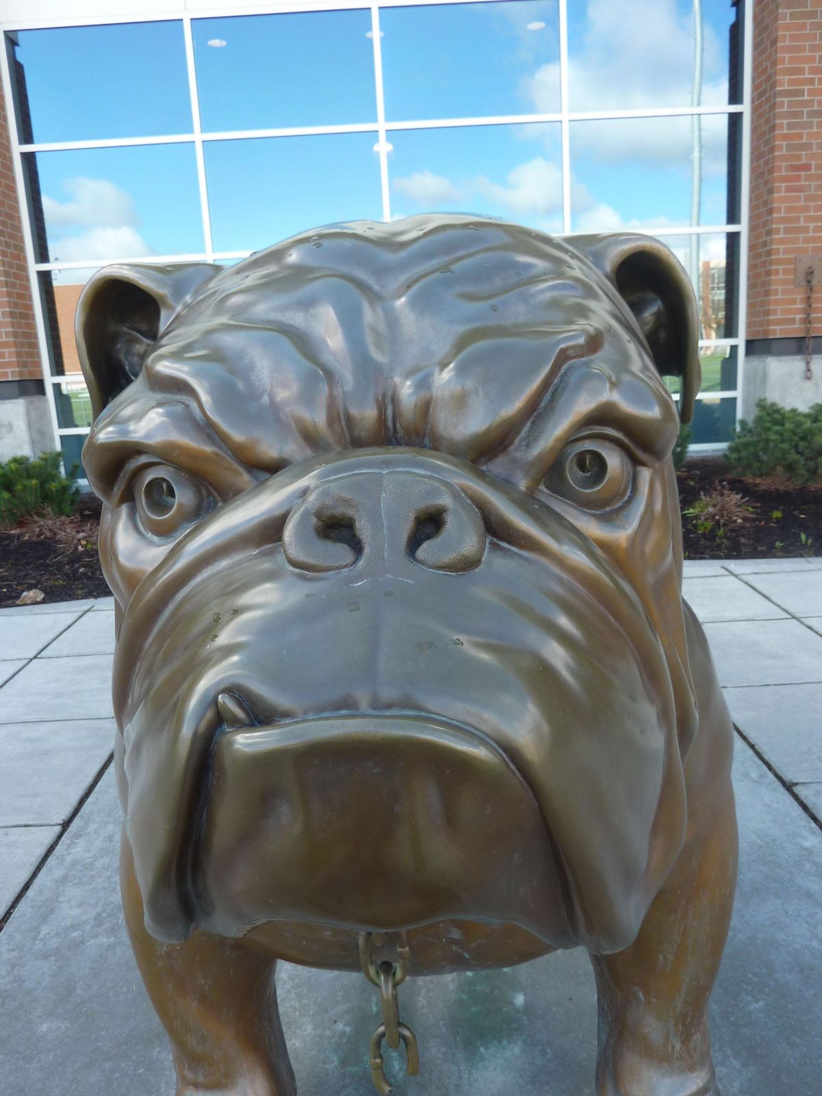 This photo shows the overall conformation of Vincent De Felice’s bulldog, and its facial features including a protruding tooth. (Stefanie Pettit Special to The Spokesman-Review)