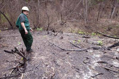 
Mick Mueller, a fire ecologist and mycologist for the Wenatchee River Ranger District, scans the ground in Derby Canyon near Peshastin, Wash., looking for morel mushrooms May 5. The area burned last year in the Fischer Fire. 
 (Associated Press photos / The Spokesman-Review)