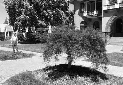 
Steven Jones shows where one of two  Japanese lace-leaf maples was dug up and stolen from in front of the Patsy Clark's Mansion in Browne's Addition sometime Friday night or early Saturday. The owners are hoping someone will spot the tree and report it. 
 (Mike  Prager / The Spokesman-Review)