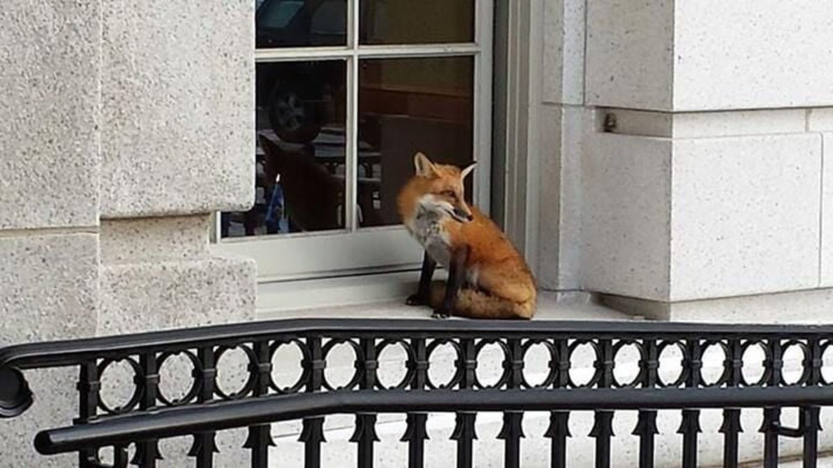 An office worker at the state Capitol in downtown Madison, Wis., took this photo of a red fox perched on the building’s windowsill.  (Courtesy/Matt Veldran)