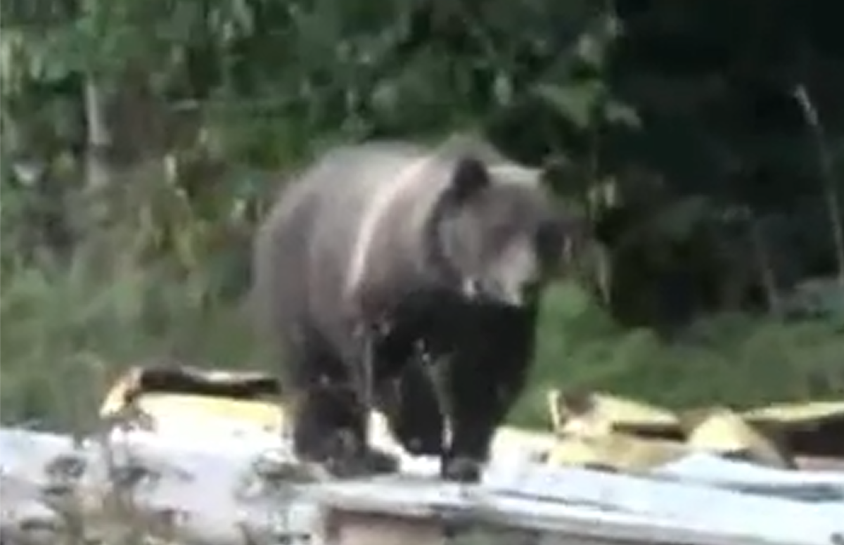 CdA River grizzly had been captured, released Aug. 4 north of Noxon | The  Spokesman-Review