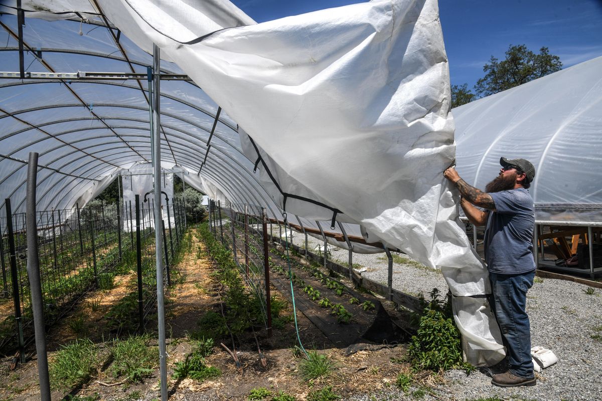 Duane Zbranek, greenhouse manage at Vets on the Farm, ties down an opening for the covered tomato plants, Thursday, May 28, 2020, in Spokane, Wash. The South Spokane Farm Corridor, which is a collection of area small farms that work as a collective to share information and sell produce to locals. It