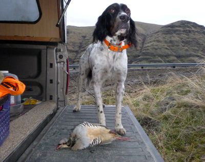 Rich Landers' English setter Scout stands guard over one of the chukars he pointed and retrieved during a January hunt in the Snake River canyon. (Rich Landers)