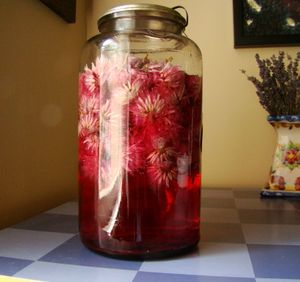 Chive blossoms infusing in vinegar. (Maggie Bullock)