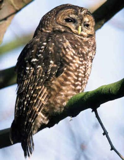 
 A federal appeals court ruled that the government must consider the recovery of the spotted owl, not just its survival, when considering how much logging can be done in old growth forests. 
 (Associated Press / The Spokesman-Review)