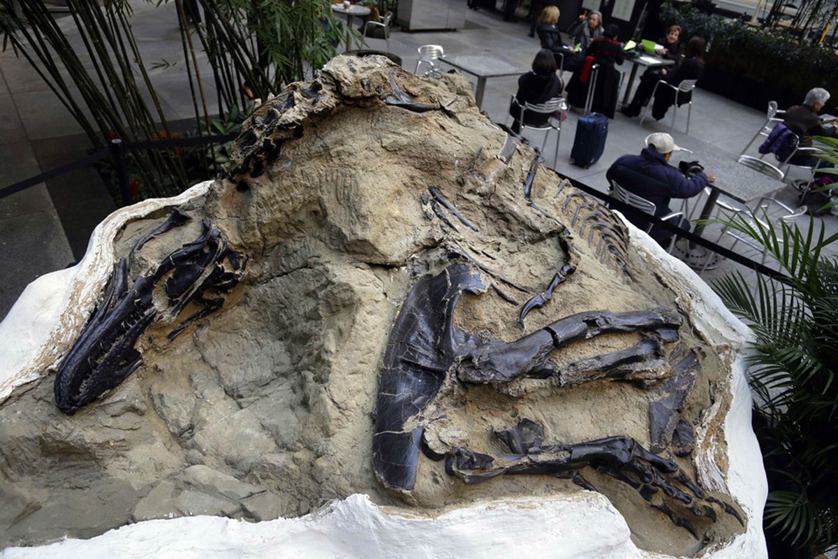 One of two "dueling dinosaurs" fossils is displayed Nov. 14, 2013, in New York.   (Associated Press)
